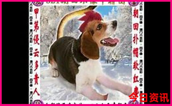 守株待兔开过哪几肖